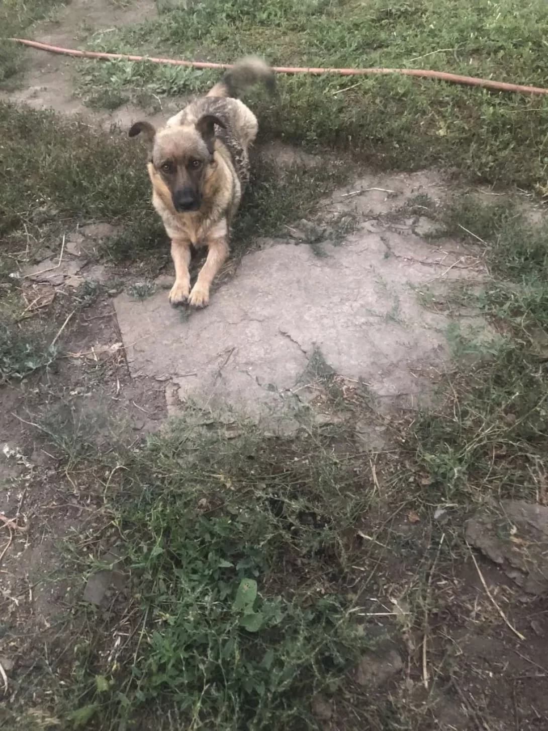 Motya (Мотя), Mixed Breed (Happy Paw Dnipro)