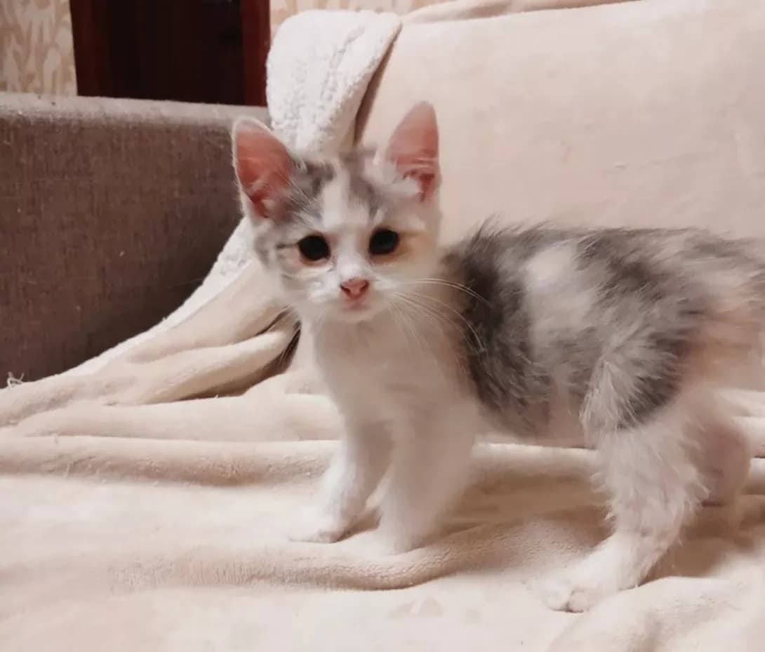 Myira (Мїра), Mixed Breed (Happy Paw Kyiv)