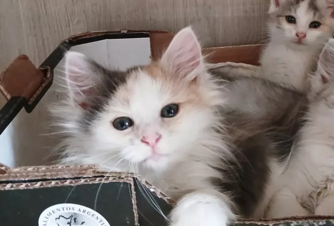 Mishel (Мішель), Mixed Breed (Happy Paw Kyiv)