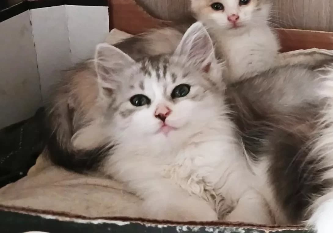 Moshka (Мошка), Mixed Breed (Happy Paw Kyiv)