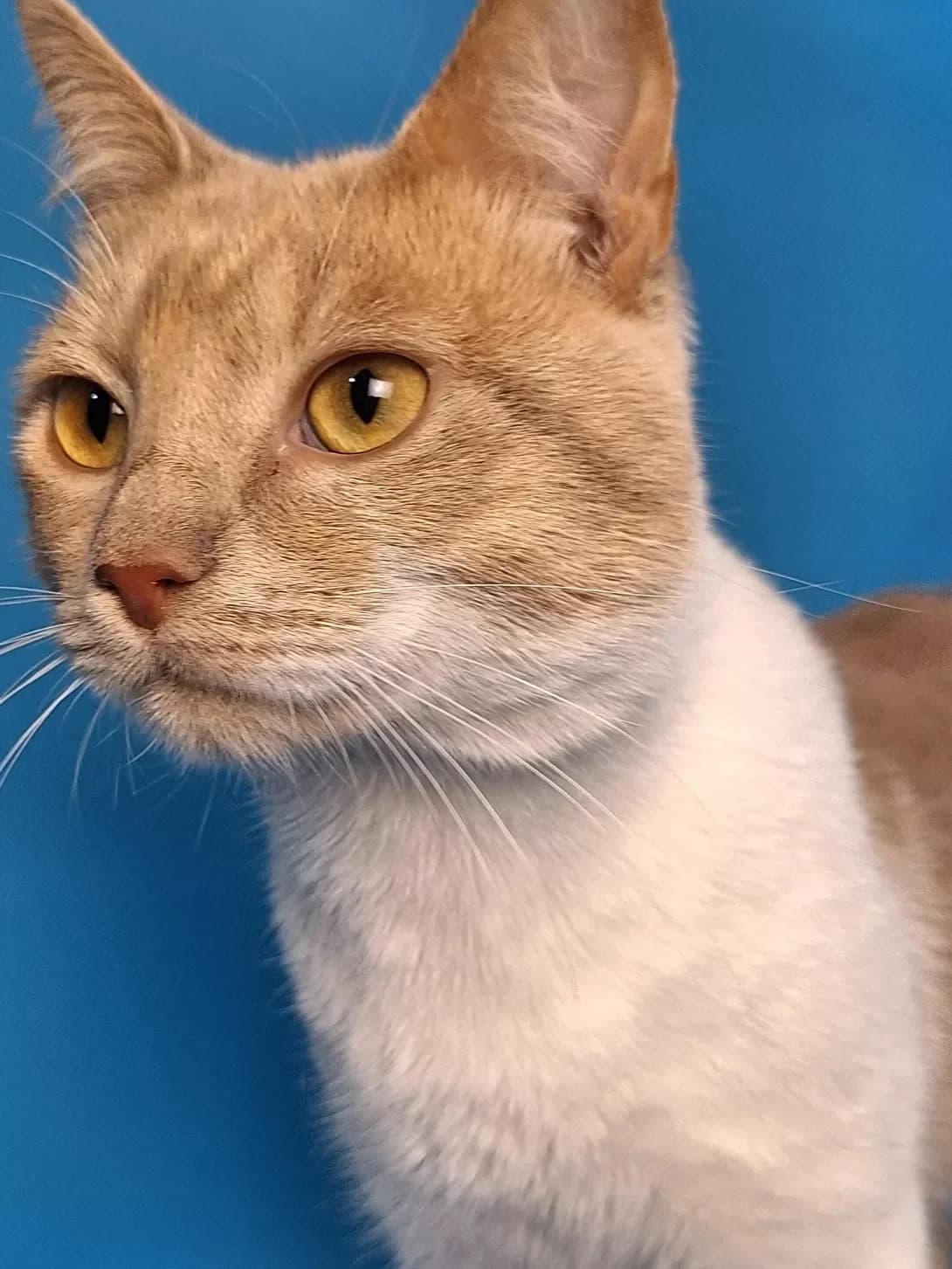 Oskar (Оскар), Mixed Breed (Happy Paw Kyiv)
