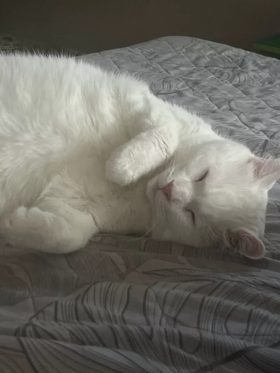 Ris (Рис), Mixed Breed (Happy Paw Kyiv)