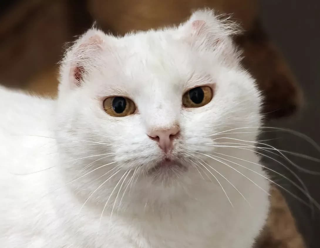 Liza (Ліза), Mixed Breed (Happy Paw Kyiv)