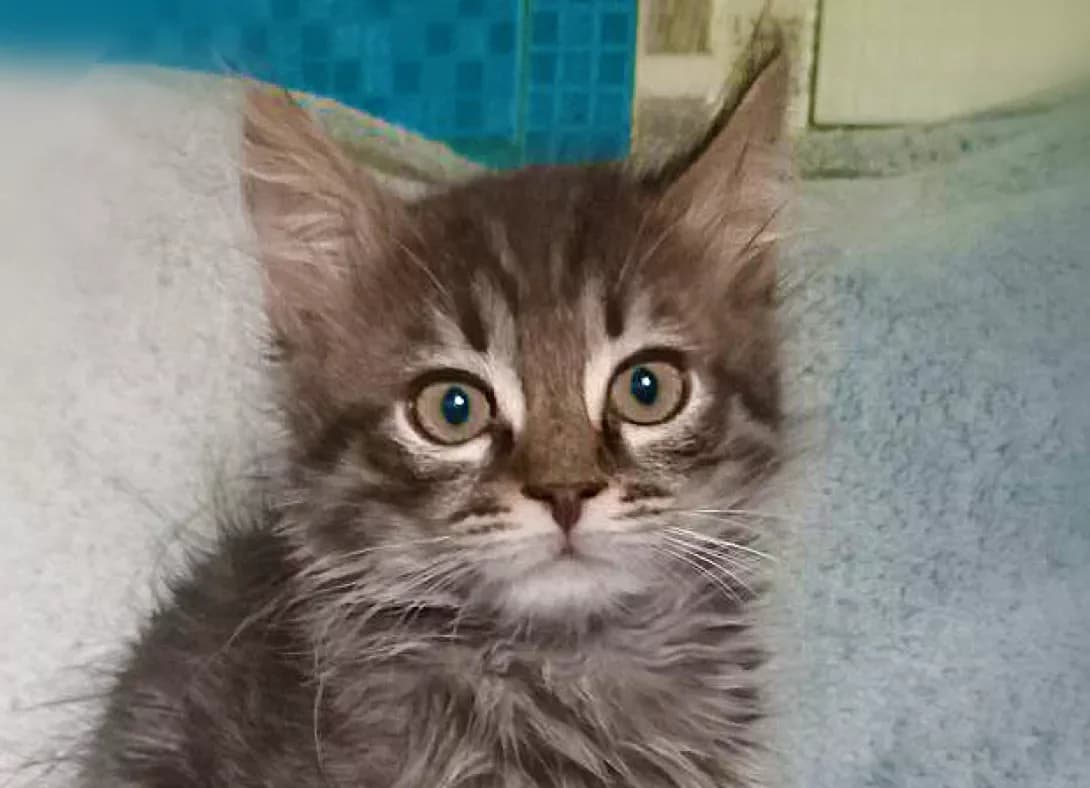 Tayger (Тайгер), Mixed Breed (Happy Paw Kyiv)