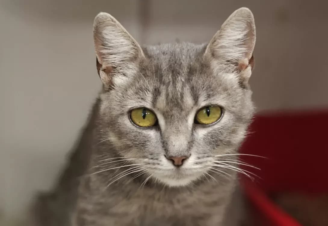 Greya (Грея), Mixed Breed (Happy Paw Kyiv)