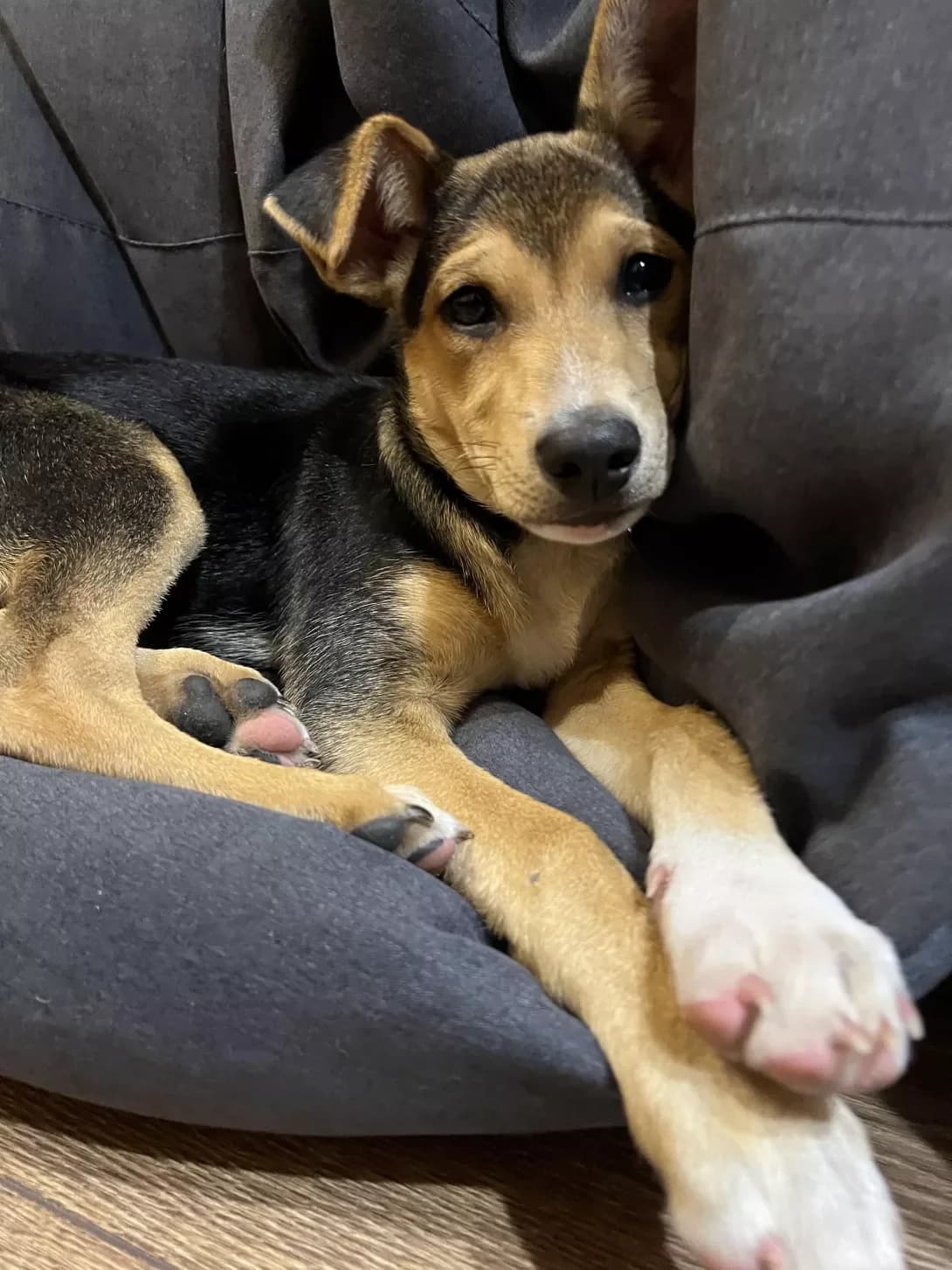 Bri (Брі), female puppy Mixed Breed for adoption at Happy Paw Kyiv Oblast