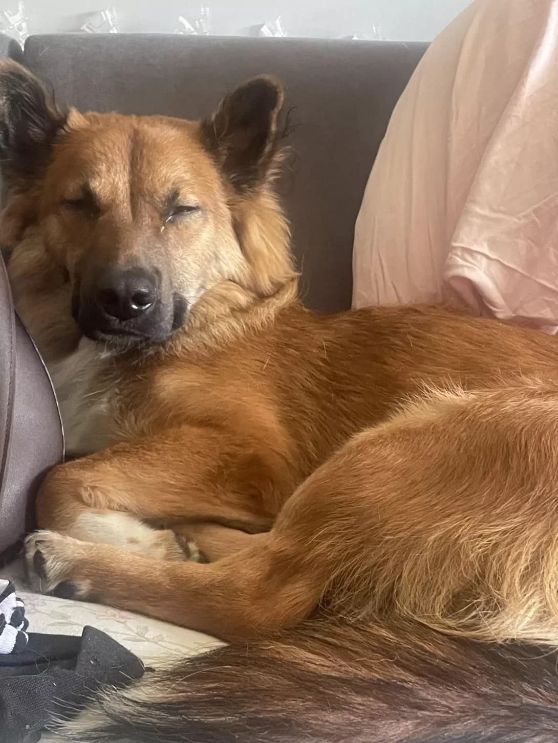Botsman (Боцман), male young Mixed Breed for adoption at Happy Paw Chernivtsi Oblast