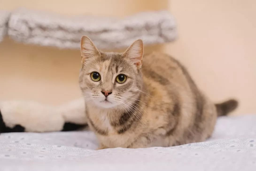 Kusya (Куся), Mixed Breed (Happy Paw Kyiv)
