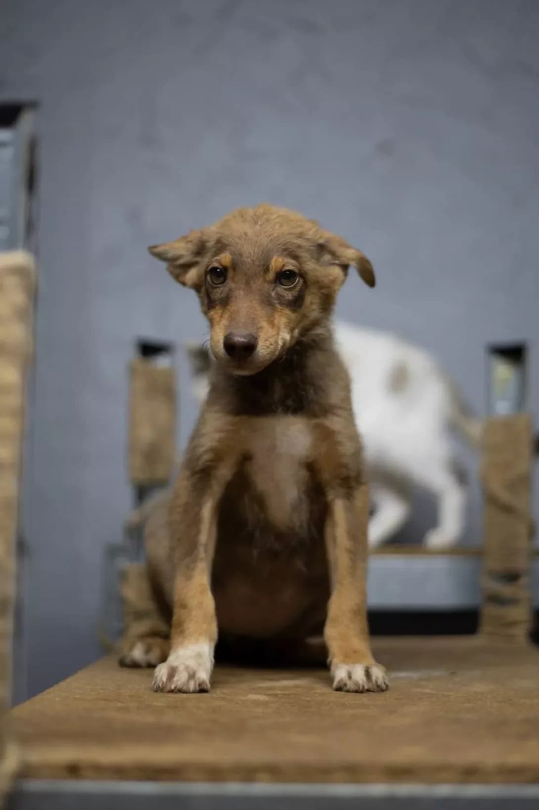 Aziya (Азія), female puppy Mixed Breed for adoption at Happy Paw Kirovohrad