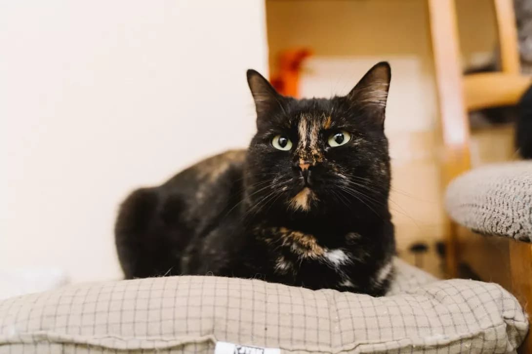 ChERRI (ЧЕРРІ), Mixed Breed (Happy Paw Kyiv)