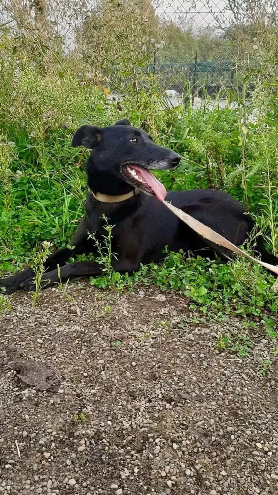Chornobayka (Чорнобайка), Mixed Breed (Happy Paw Ivano-Frankivsk Oblast)