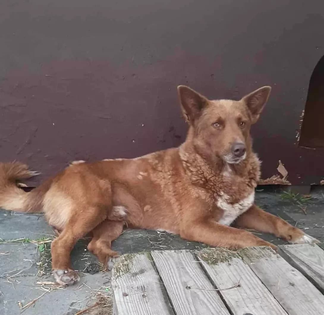 Rizhik (Рижик), Mixed Breed (Happy Paw Ivano-Frankivsk Oblast)