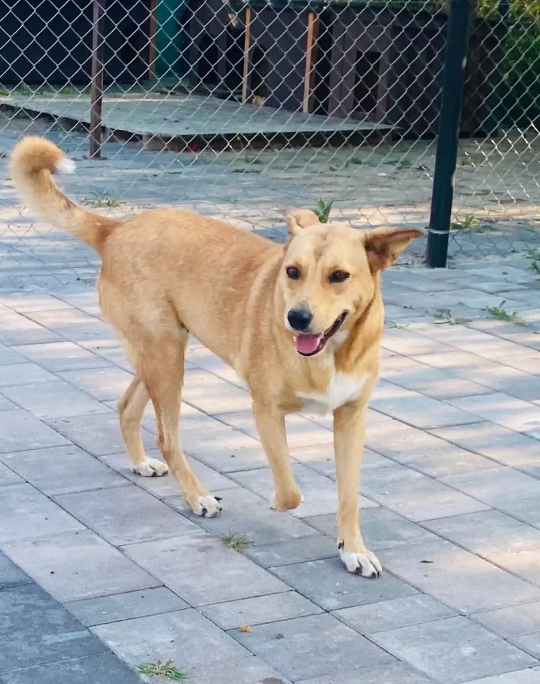 Layma (Лайма), Mixed Breed (Happy Paw Ivano-Frankivsk Oblast)