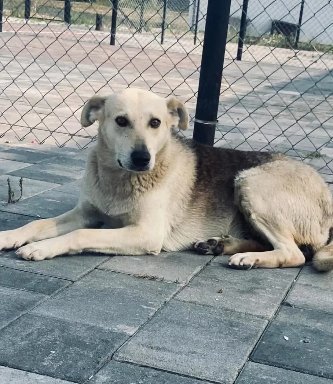 Reksa (Рекса), Mixed Breed (Happy Paw Ivano-Frankivsk Oblast)