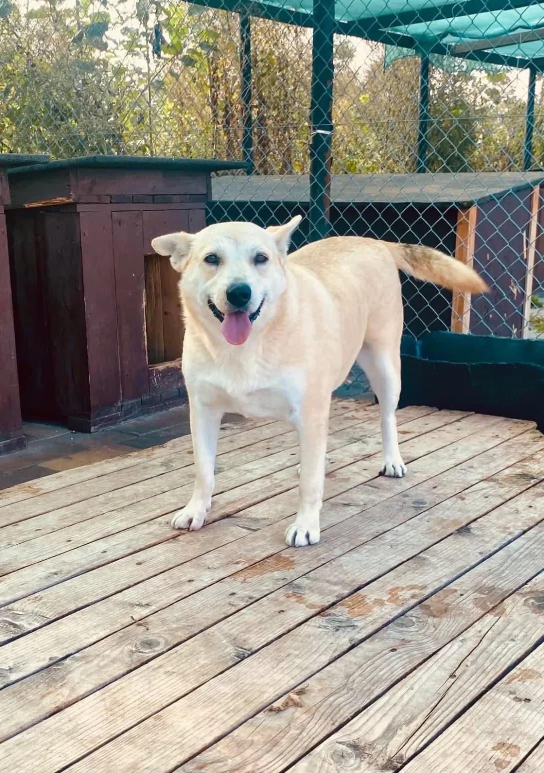 Gilza (Гільза), female 6yo Mixed Breed for adoption at Happy Paw Ivano-Frankivsk Oblast