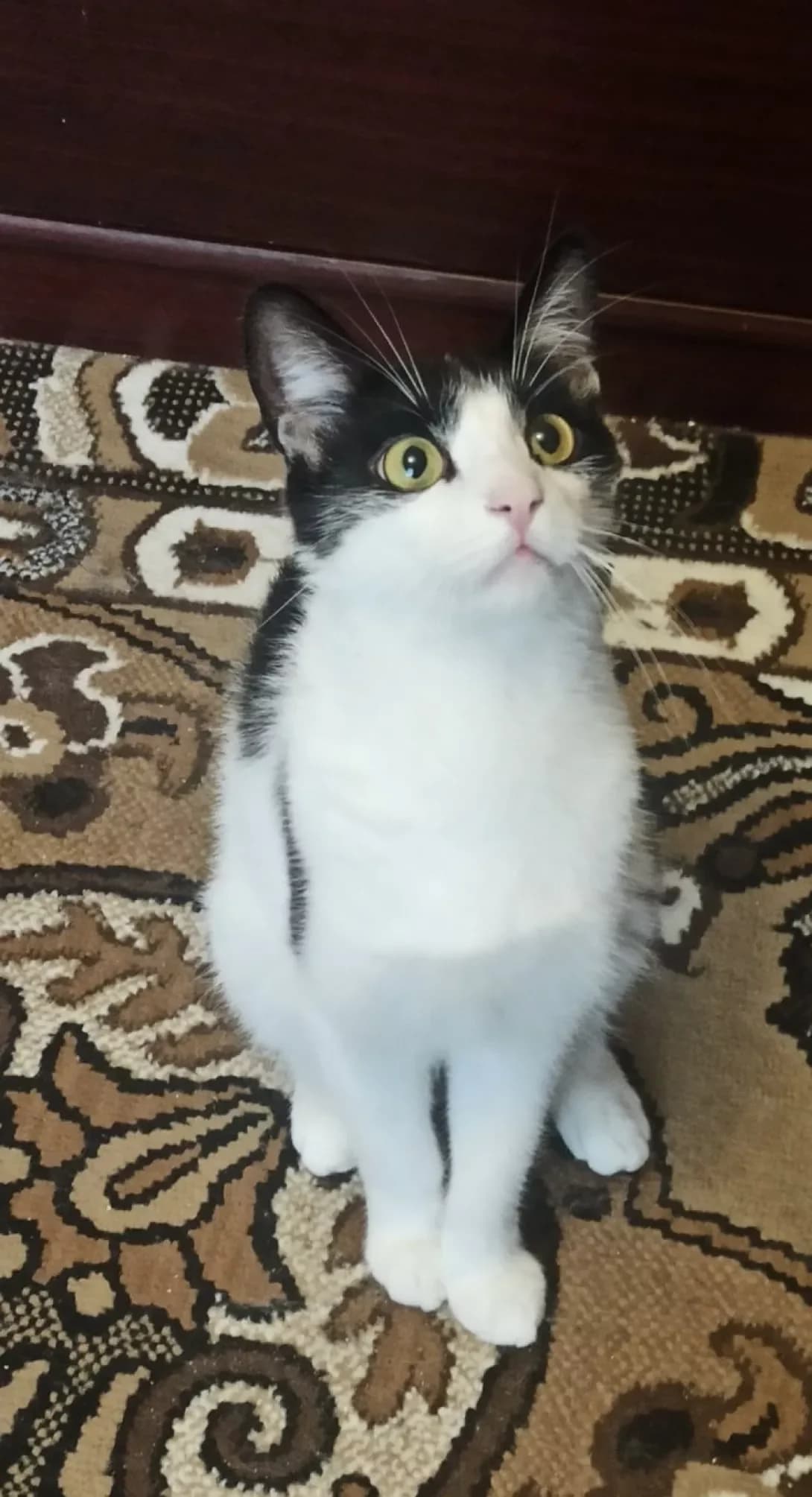 Sfinks (Сфінкс), male young Mixed Breed for adoption at Happy Paw Ivano-Frankivsk Oblast