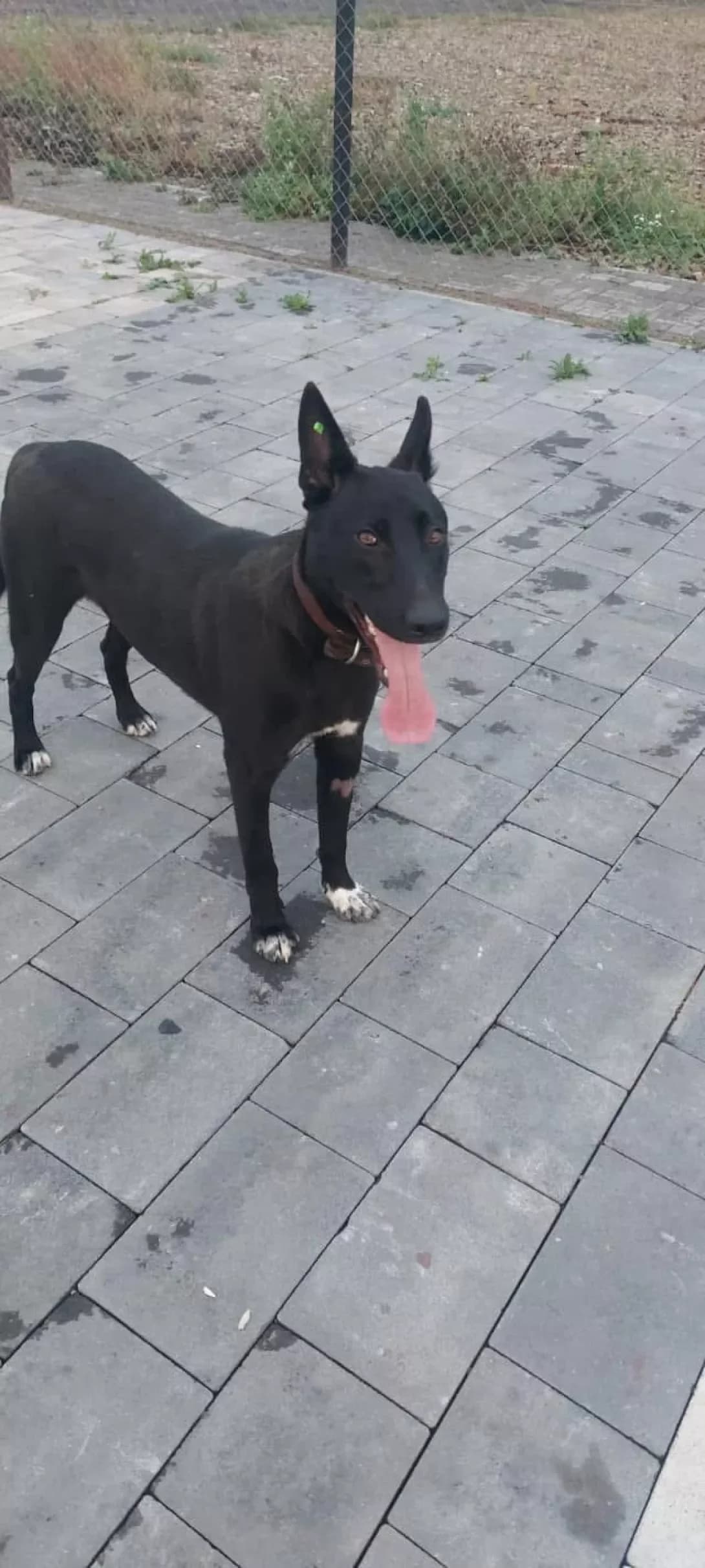 Baron (Барон), Mixed Breed (Happy Paw Ivano-Frankivsk Oblast)
