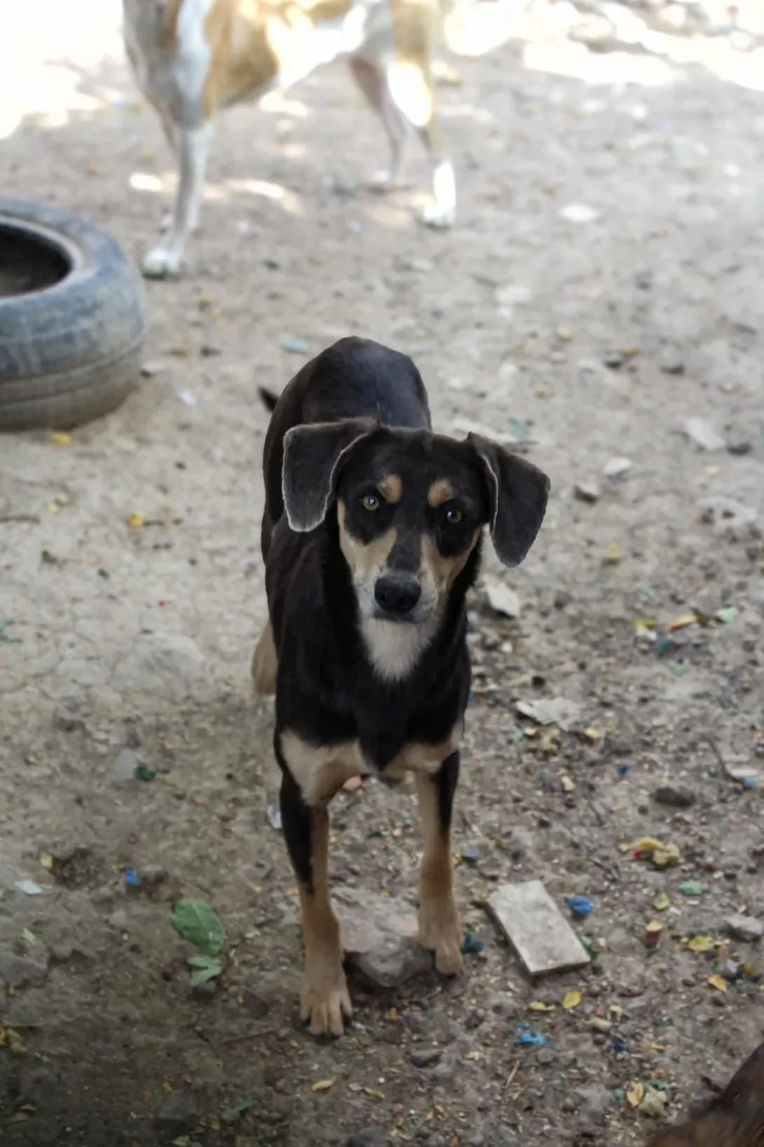Zita (Зіта), female 3yo Mixed Breed for adoption at Happy Paw Khmelnytskyi Oblast