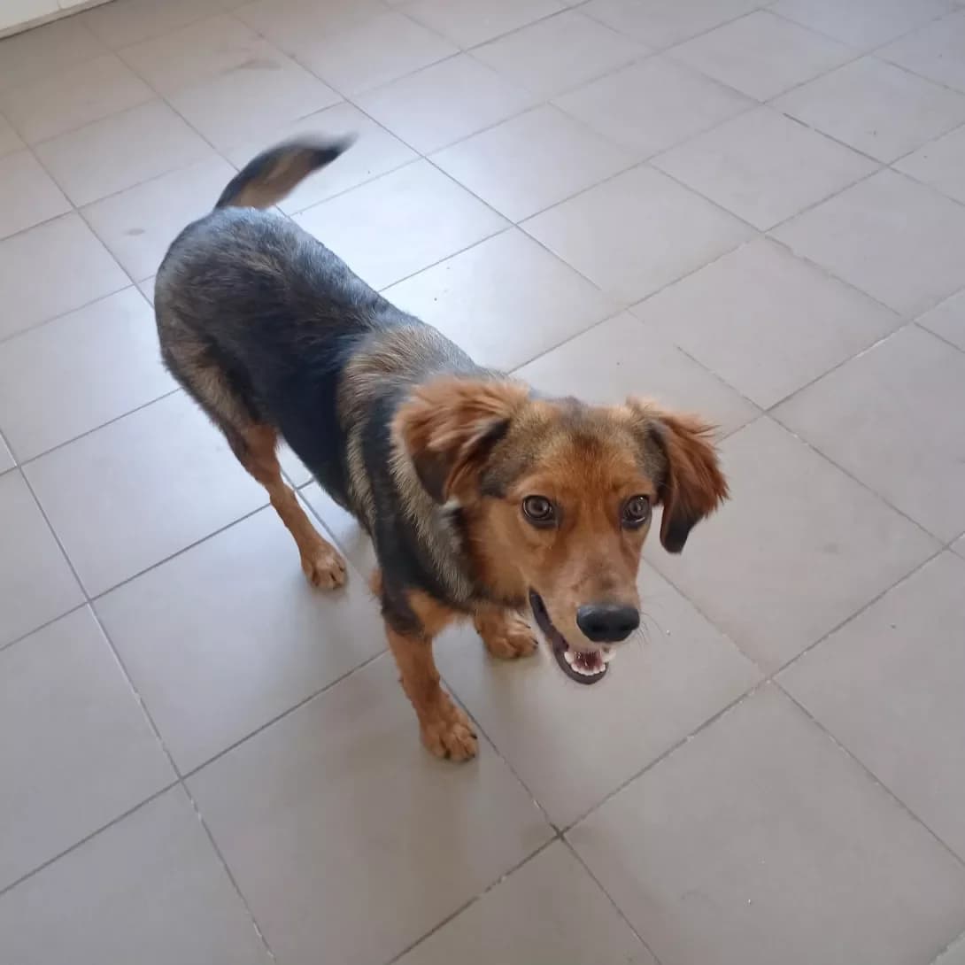 Kay (Кай), Mixed Breed (Happy Paw Dnipro)