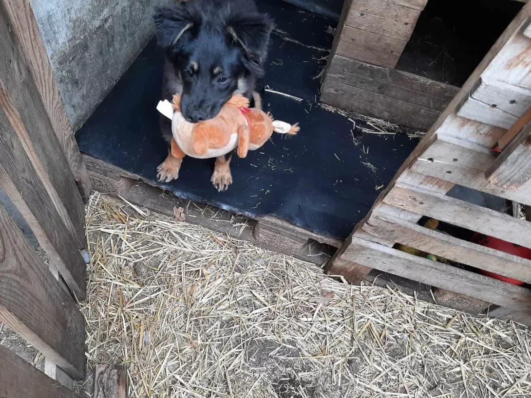 Viktor (Віктор), Mixed Breed (Happy Paw Dnipro)