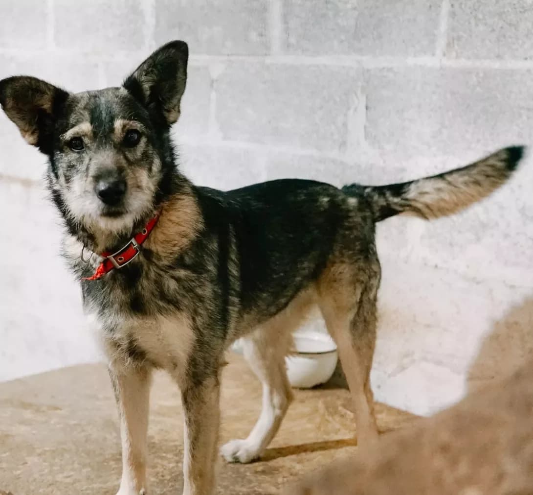 Nika (Ніка), Mixed Breed (Happy Paw Dnipro)