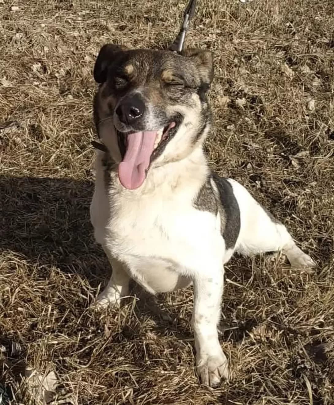 Ada (Ада), Mixed Breed (Happy Paw Dnipro)