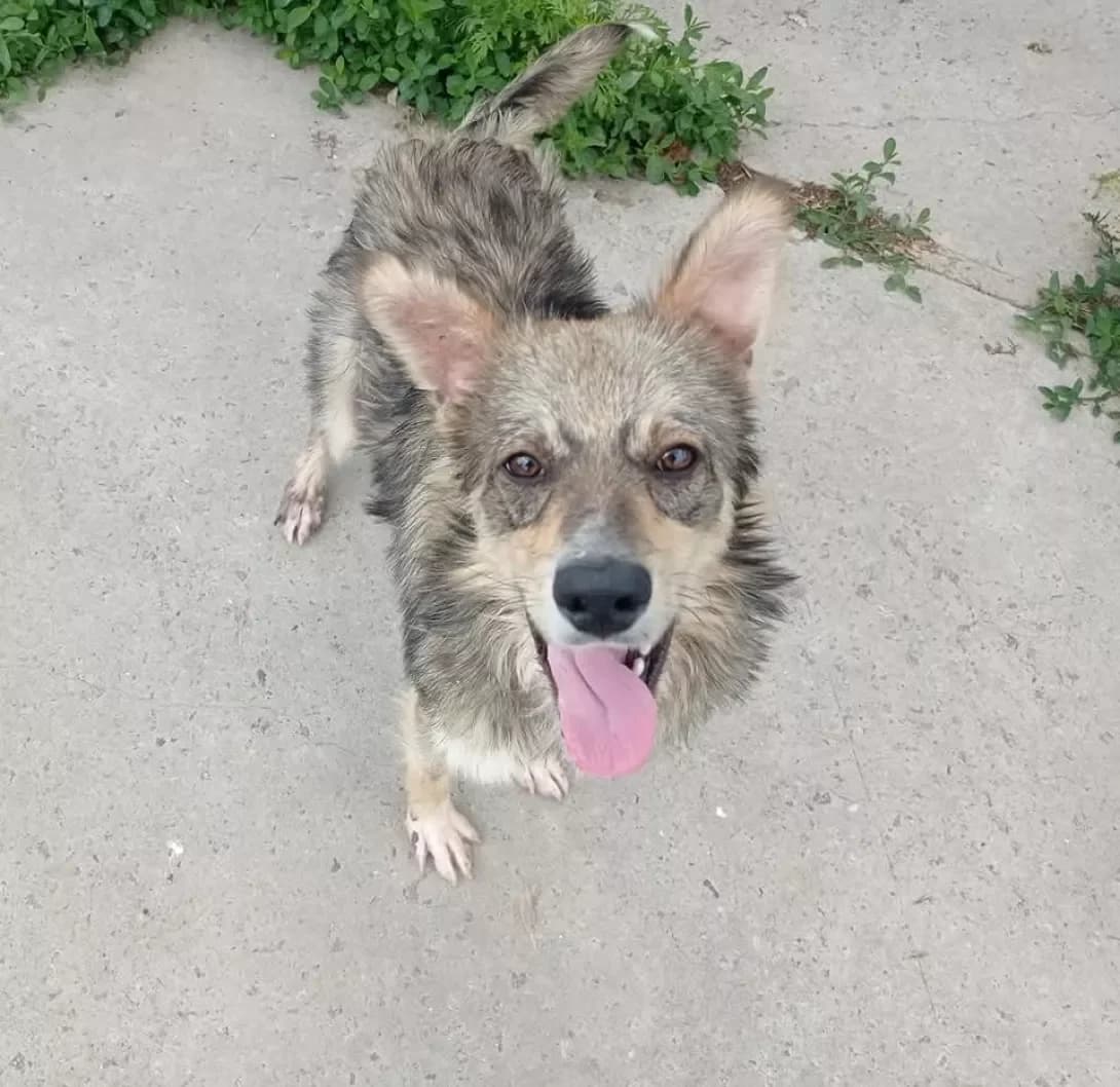 Baddi (Бадді), Mixed Breed (Happy Paw Dnipro)
