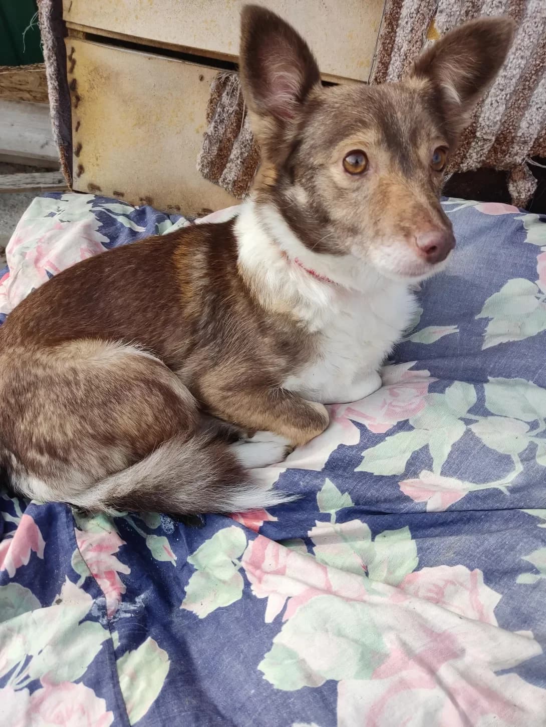 Knopa (Кнопа), Mixed Breed (Happy Paw Dnipro)