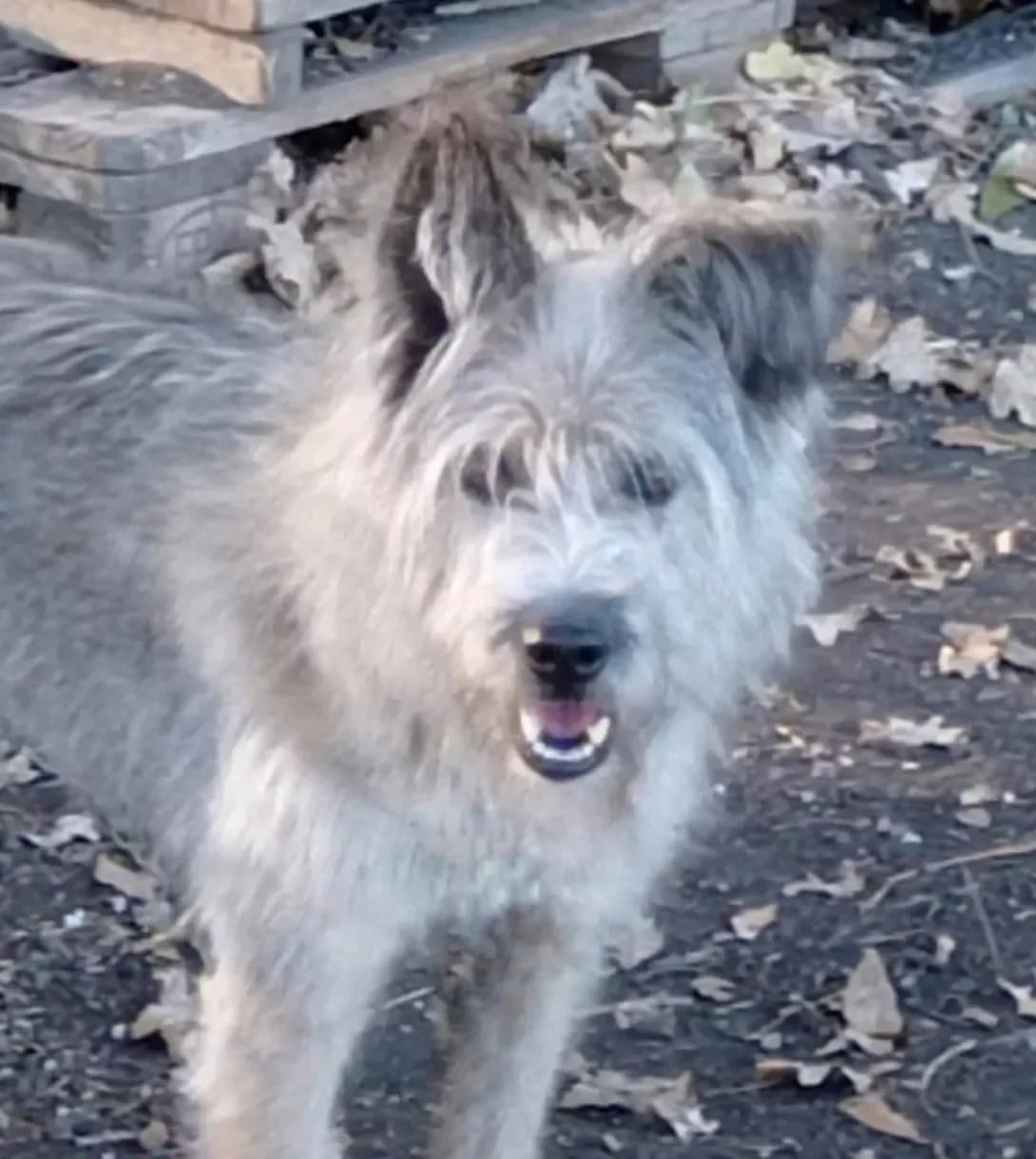 Lufi (Луфі), Mixed Breed (Happy Paw Dnipro)