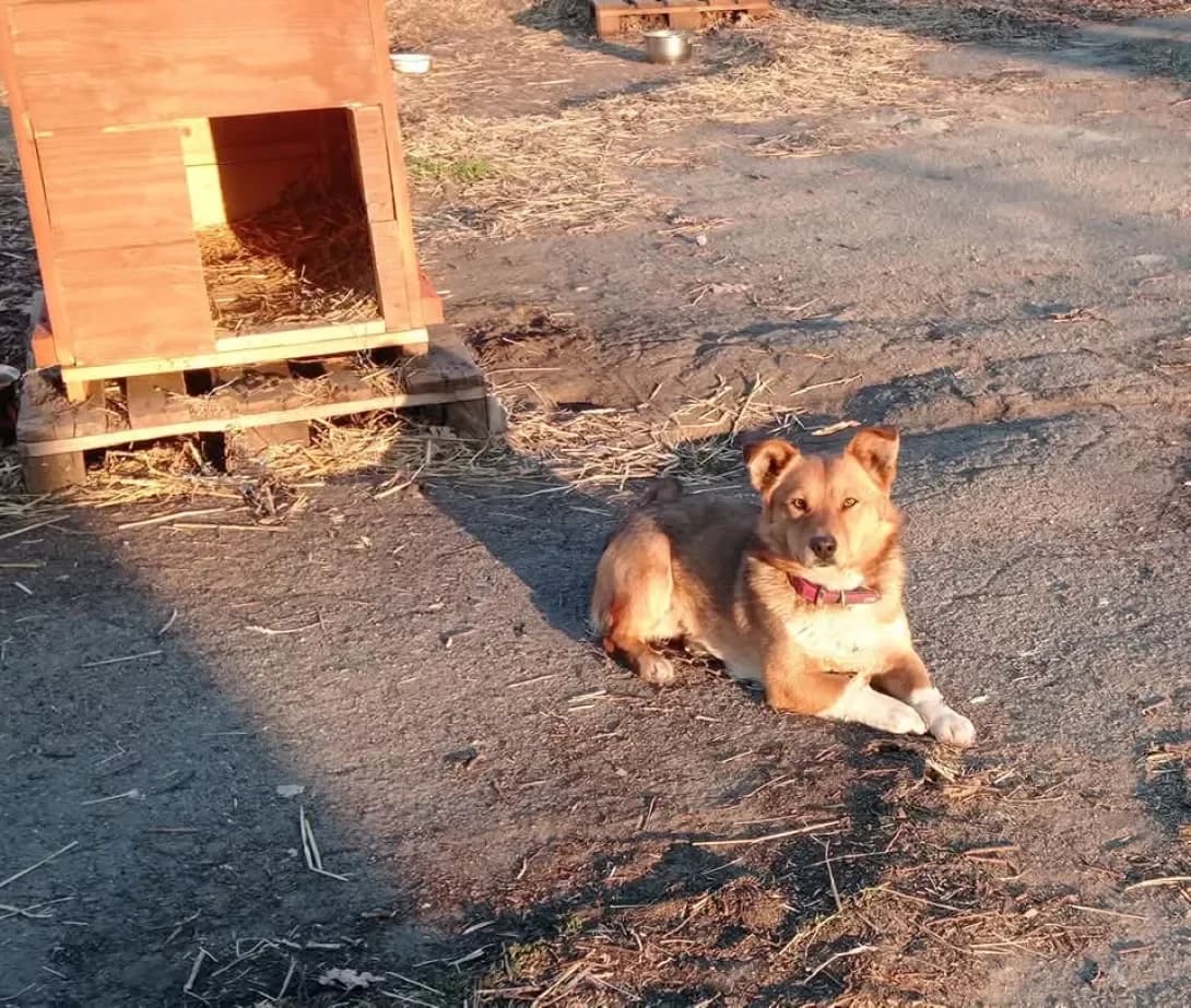 Buketik (Букетик), Mixed Breed (Happy Paw Dnipro)