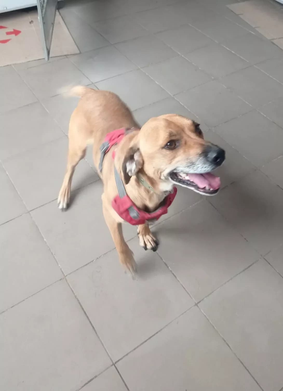 Ralf (Ральф), Mixed Breed (Happy Paw Dnipro)