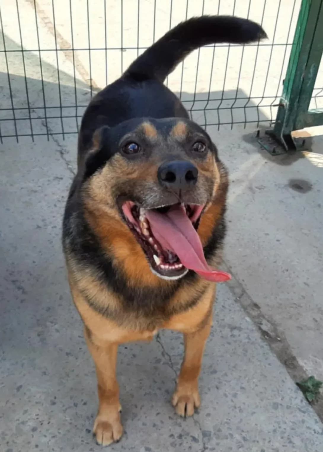 Dzhonni (Джонні), Mixed Breed (Happy Paw Dnipro)