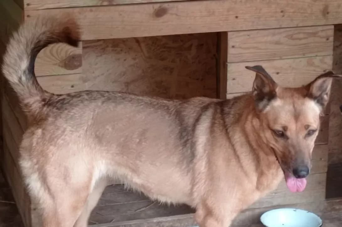 Mukha (Муха), Mixed Breed (Happy Paw Dnipro)