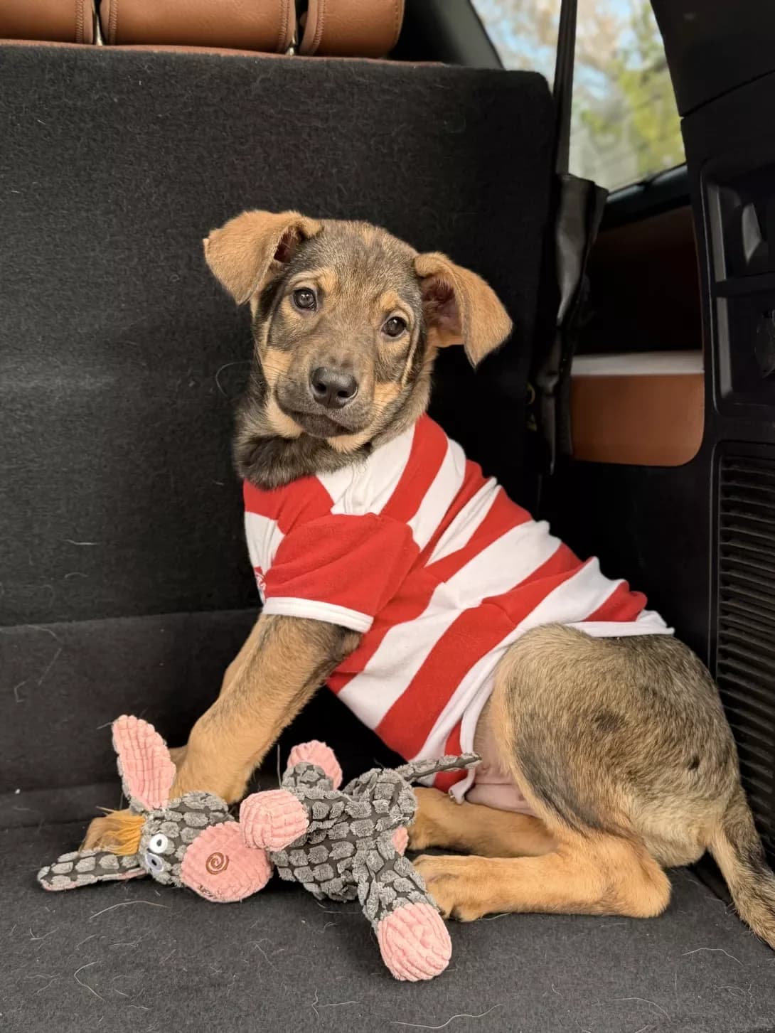 Stich (Стіч), male puppy Mixed Breed for adoption at Happy Paw Kyiv