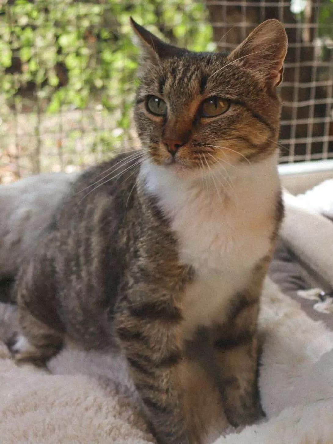 Manya (Маня), Mixed Breed (Happy Paw Kirovohrad)