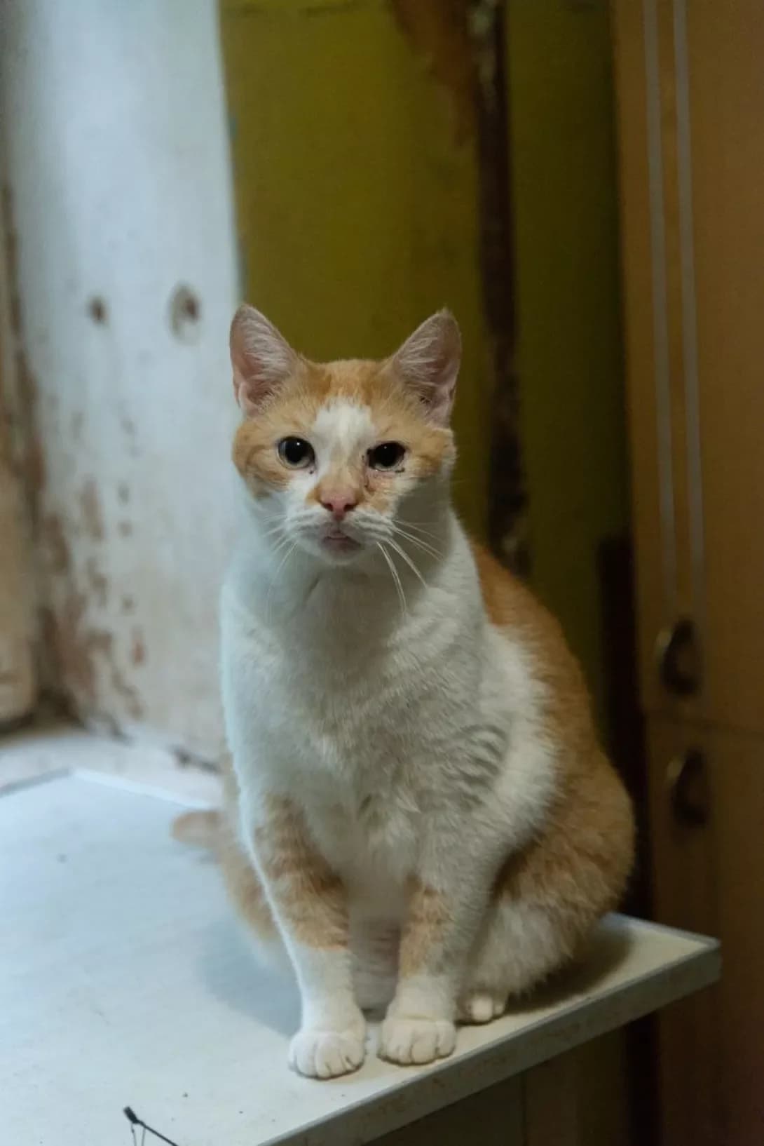 Finik (Фінік), male 5yo Mixed Breed for adoption at Happy Paw Rivne Oblast