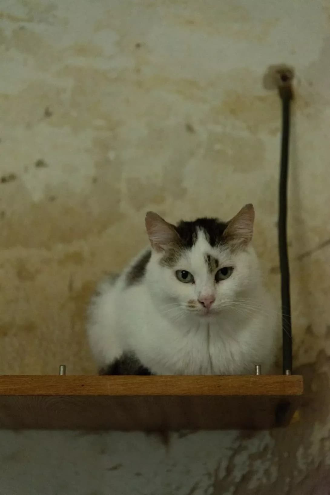 Nyava (Нява), female senior Mixed Breed for adoption at Happy Paw Rivne Oblast