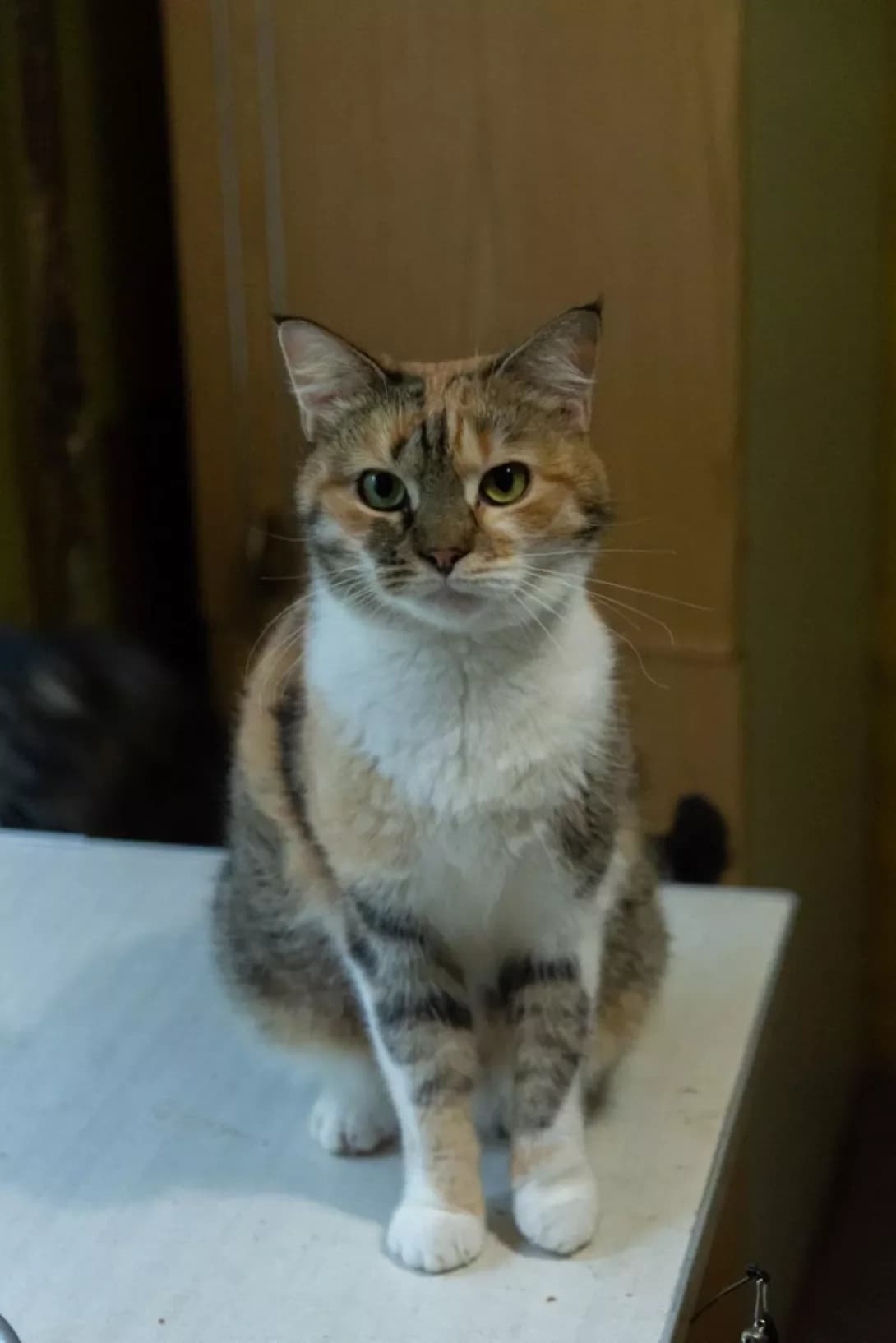 Miya (Мія), female 3yo Mixed Breed for adoption at Happy Paw Rivne Oblast
