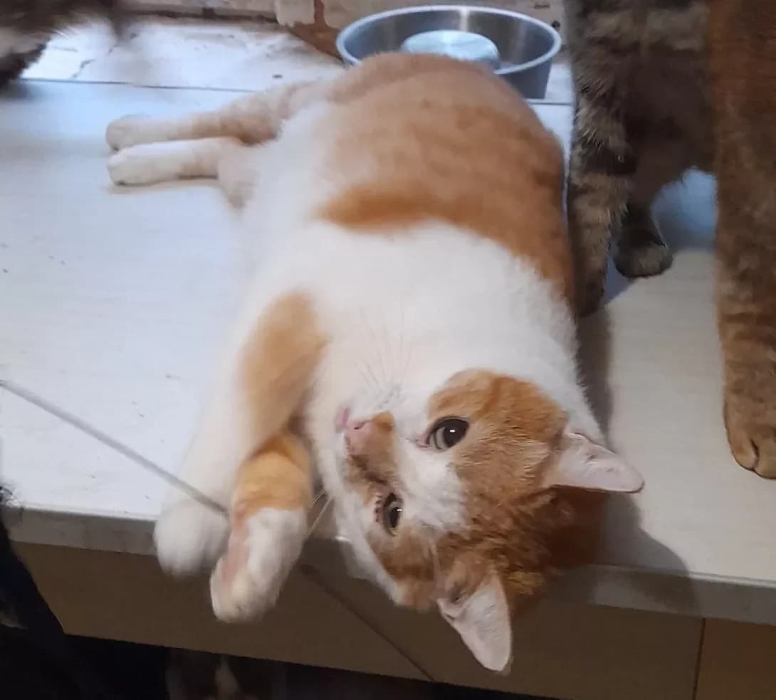 Mio (Міо), male 6yo Mixed Breed for adoption at Happy Paw Rivne Oblast