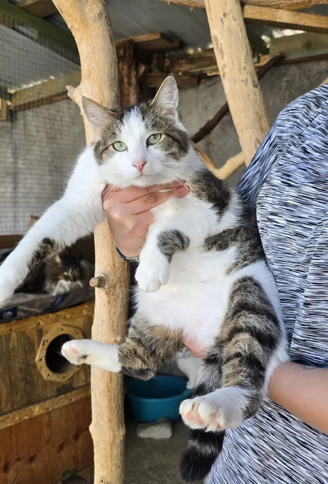 Markiz (Маркіз), male 3yo Mixed Breed for adoption at Happy Paw Kherson Oblast