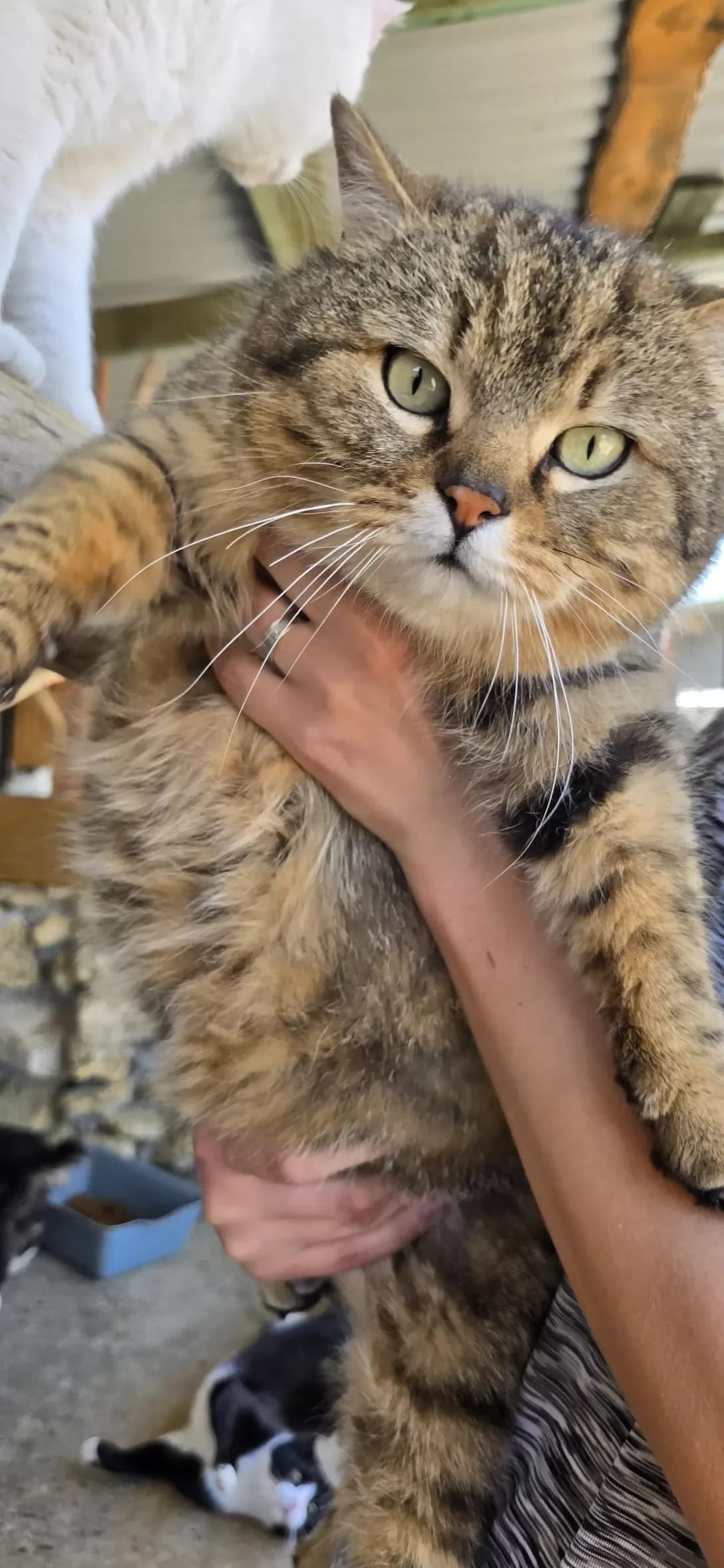 Alf (Альф), male 3yo Mixed Breed for adoption at Happy Paw Kherson Oblast