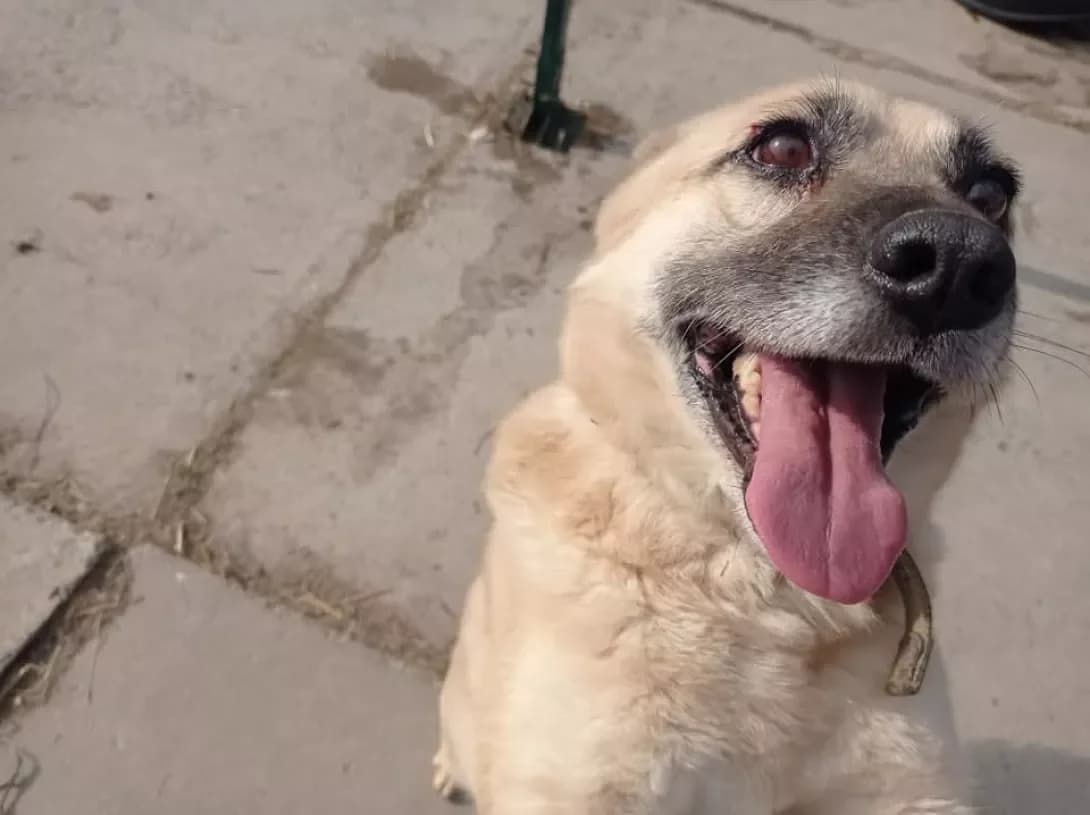 Bayron (Байрон), Mixed Breed (Happy Paw Dnipro)