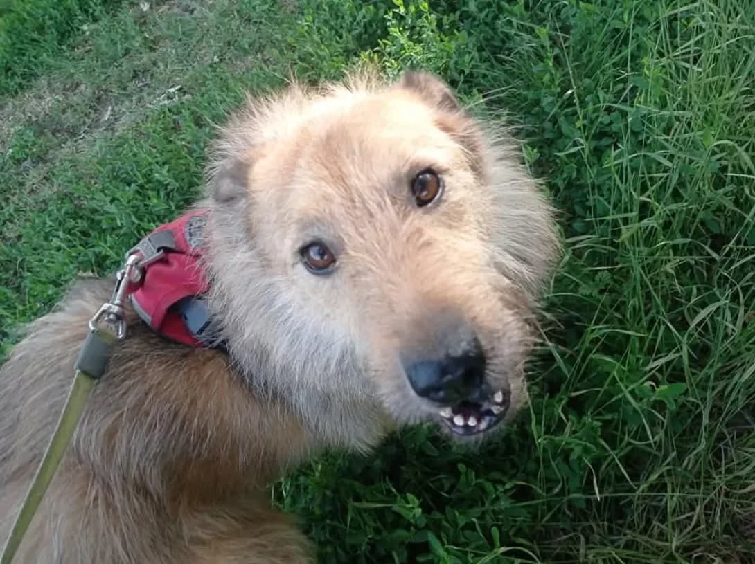 Tor (Тор), Mixed Breed (Happy Paw Dnipro)