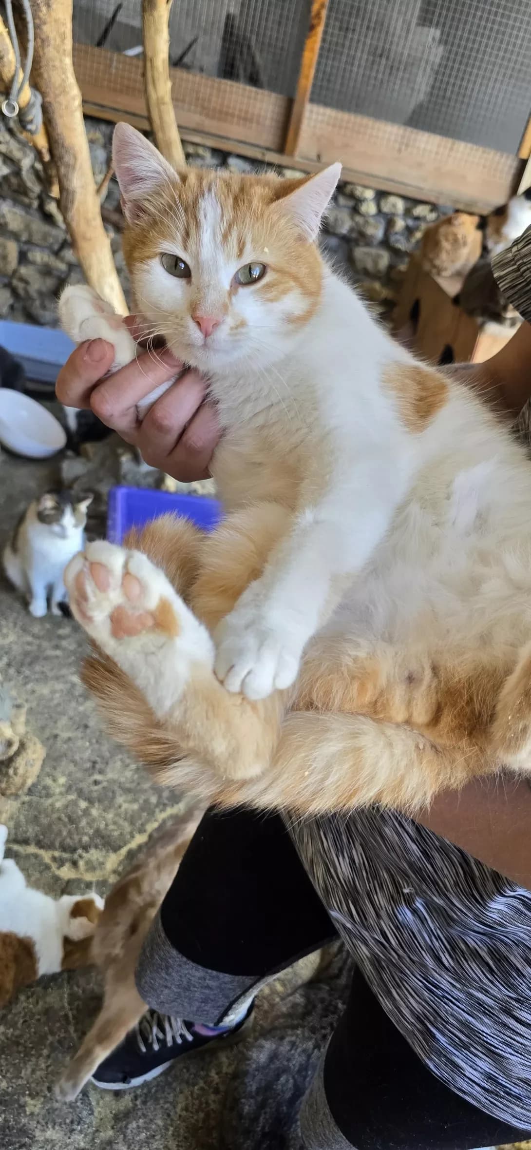 Smurfik (Смурфік), male 3yo Mixed Breed for adoption at Happy Paw Kherson Oblast