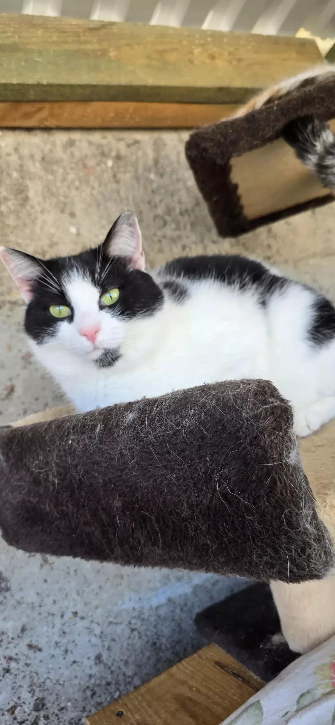 Amur (Амур), male young Mixed Breed for adoption at Happy Paw Kherson Oblast