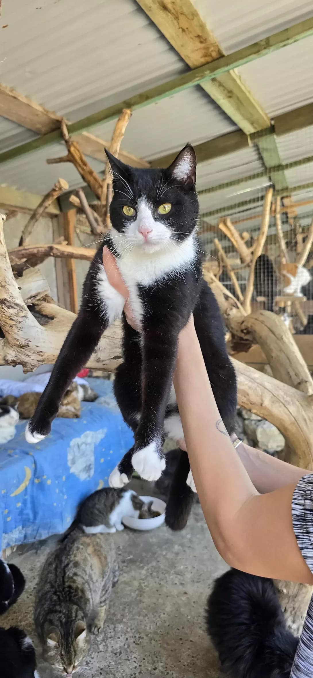 Saymon (Саймон), male young Mixed Breed for adoption at Happy Paw Kherson Oblast