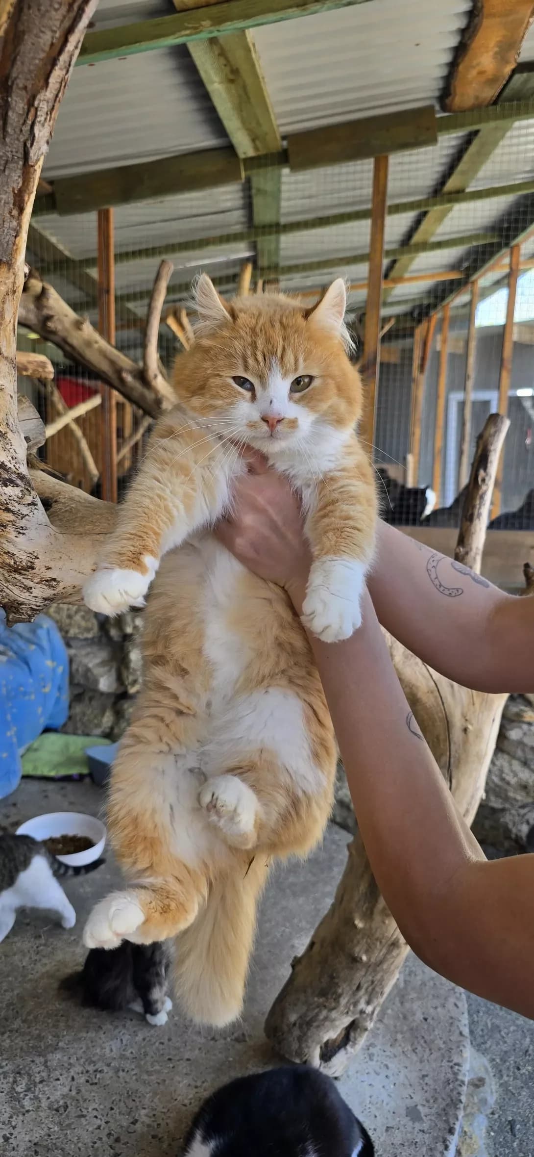Chaki (Чакі), male young Mixed Breed for adoption at Happy Paw Kherson Oblast