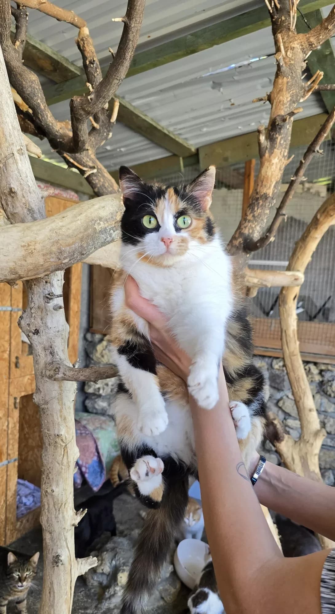 Sara (Сара), female 3yo Mixed Breed for adoption at Happy Paw Kherson Oblast