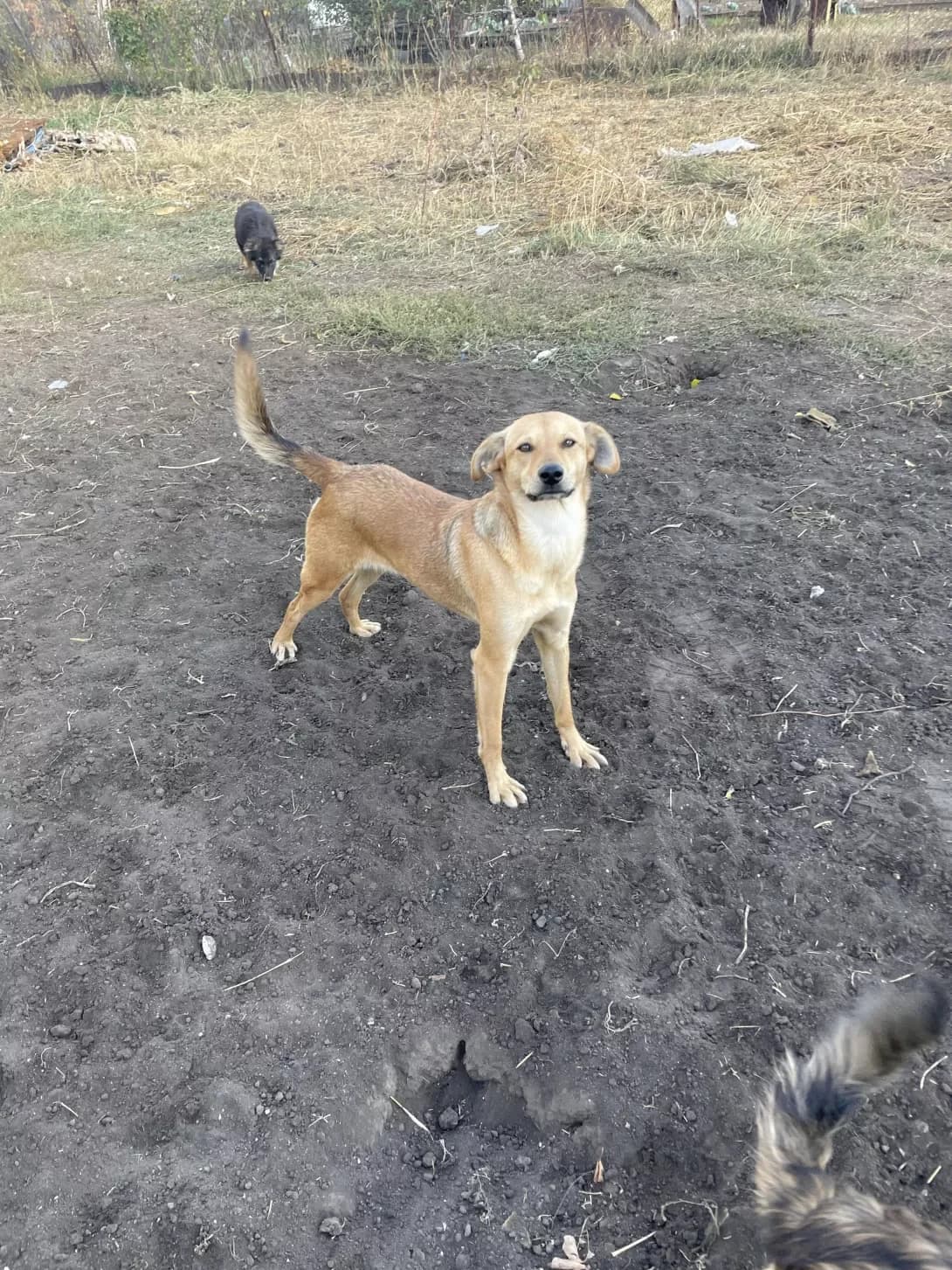 Miya (Мія), female young Mixed Breed for adoption at Happy Paw Zaporizhzhia