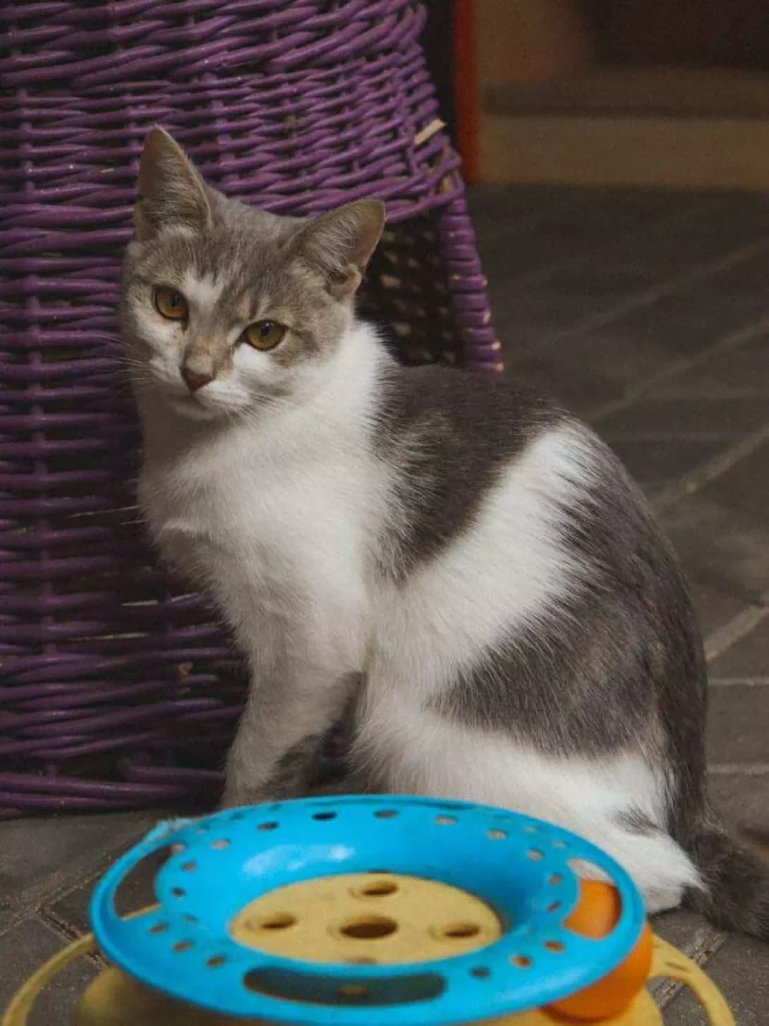 Rozochka (Розочка), Mixed Breed (Happy Paw Kirovohrad)